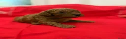 Barboncino Toy cani in vendita: Barboncini toy red brown  - Annuncio 3