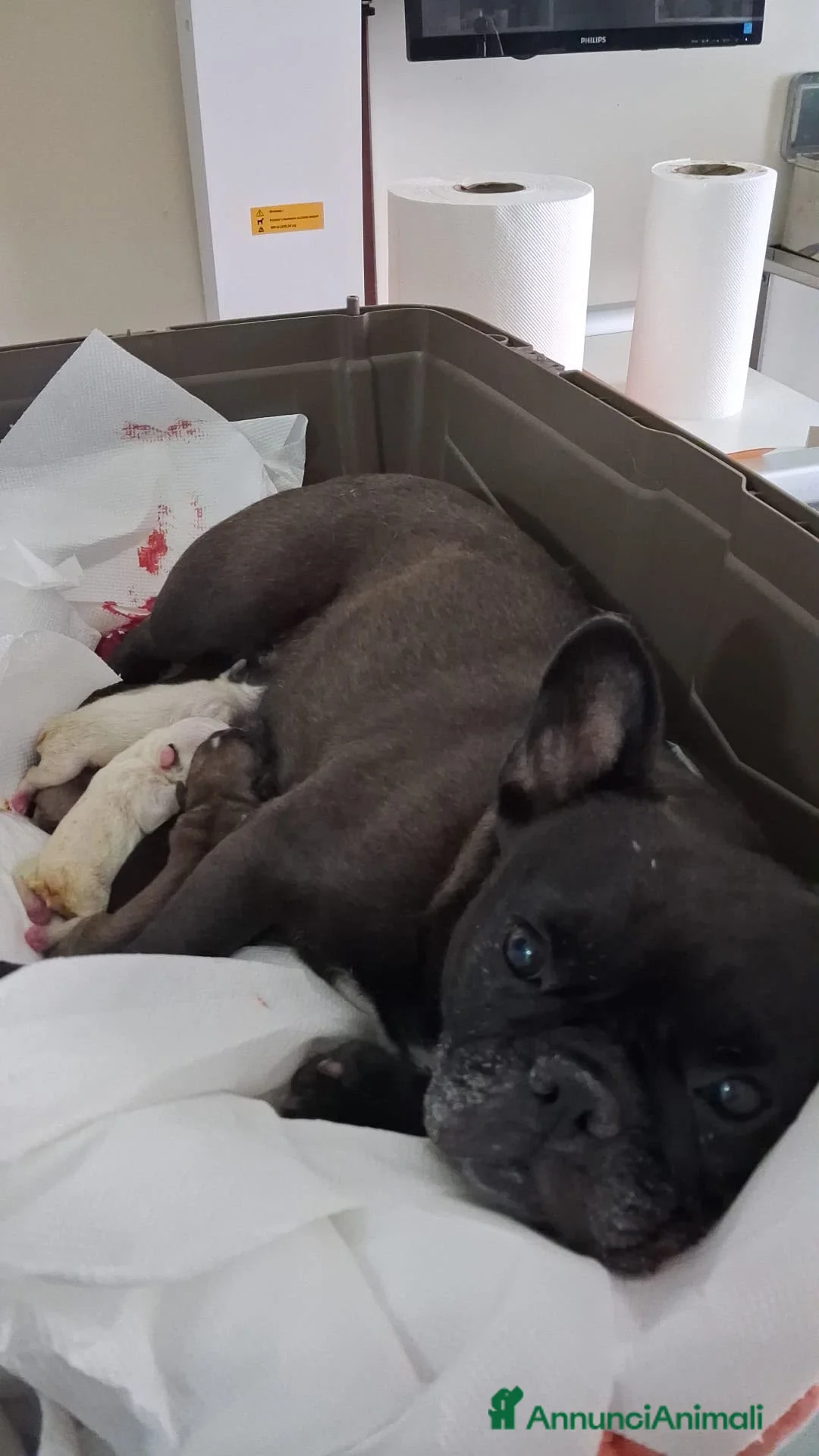 Bulldog Francese cani in vendita: Bulldog francese  - Annuncio 2