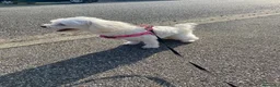 Maltese cani in vendita: Cucciola di Maltese - Annuncio 2