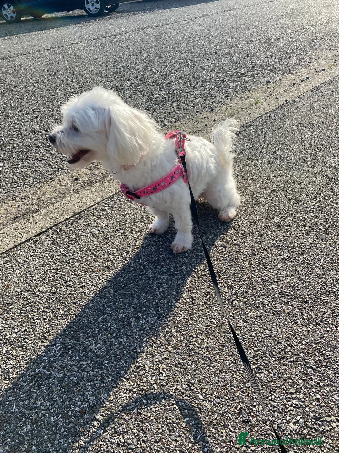 Maltese cani in vendita: Cucciola di Maltese - Annuncio 2