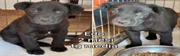 Meticcio cani in regalo: CUCCIOLI, URGENTE: TEMPO SCADUTO  - Annuncio 7