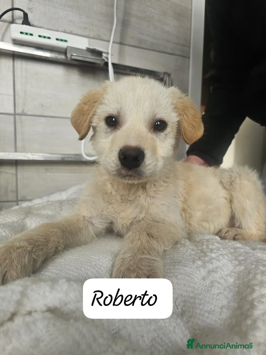 Meticcio cani in regalo: Tanti cuccioli cercano un porto sicuro - Annuncio 6