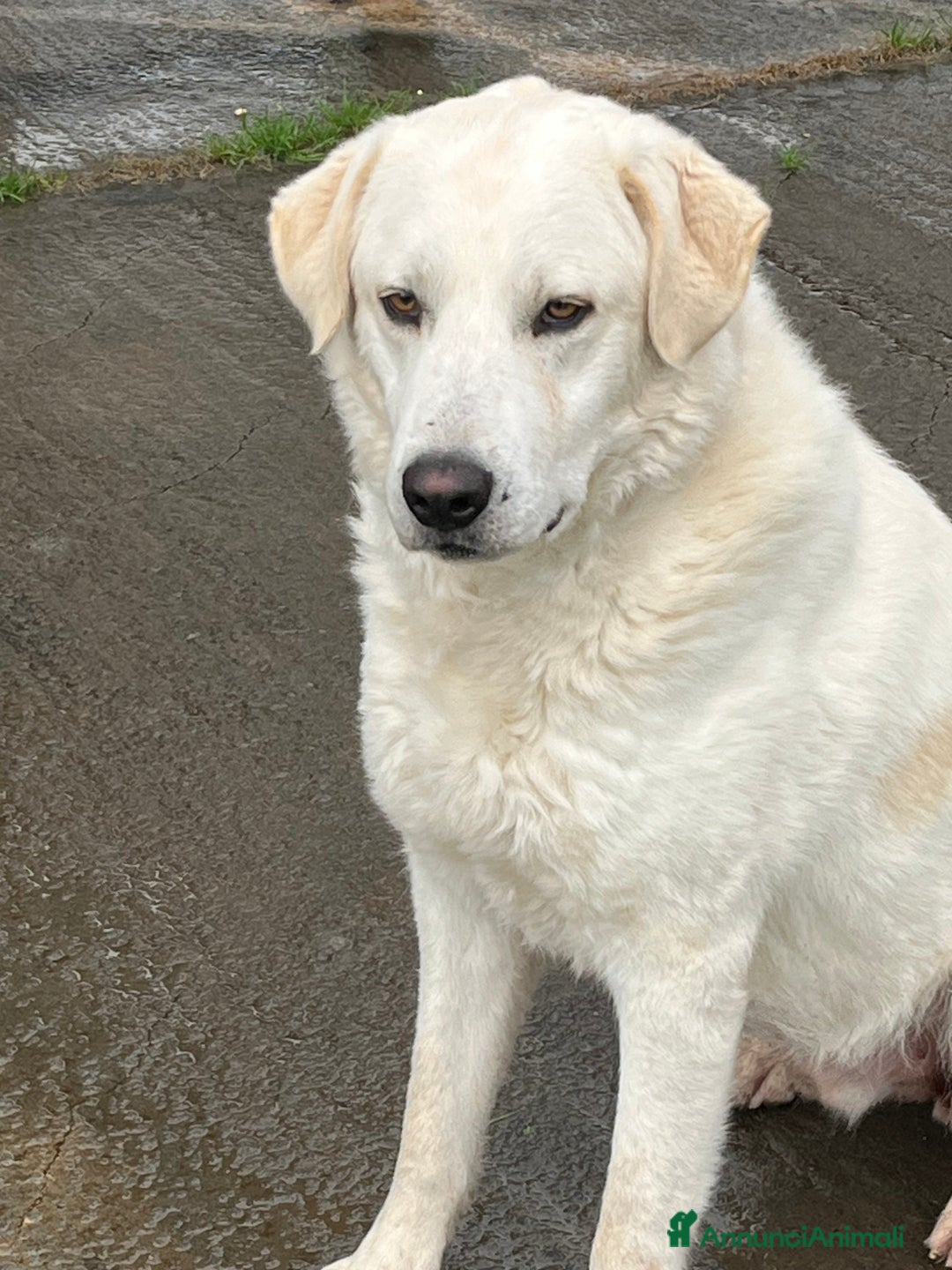 Meticcio cani in regalo: Il cane perfetto. Pastore maremmano. - Annuncio 6