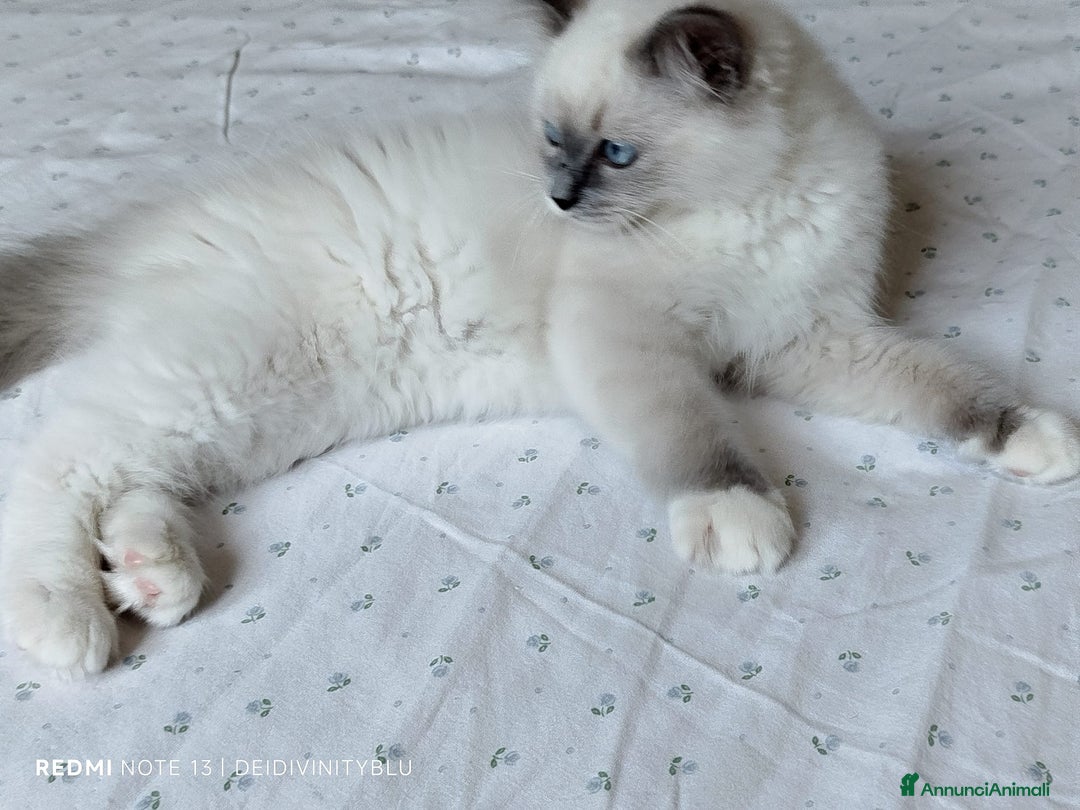 Ragdoll gatti in vendita: Ragdoll  cuccioli  a Torino - Immagine 5