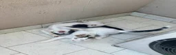 Europeo gatti in regalo: CUCCIOLI ROBINE E GANDALF IN REGALO - Annuncio 3