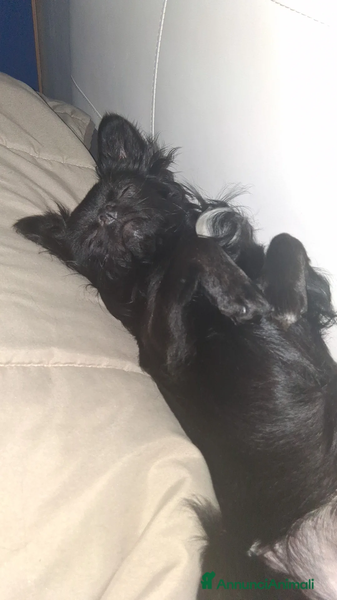 Chihuahua cani per accoppiamento: Cerco fidanzatina  a Città Metropolitana di Torino - Annuncio 2