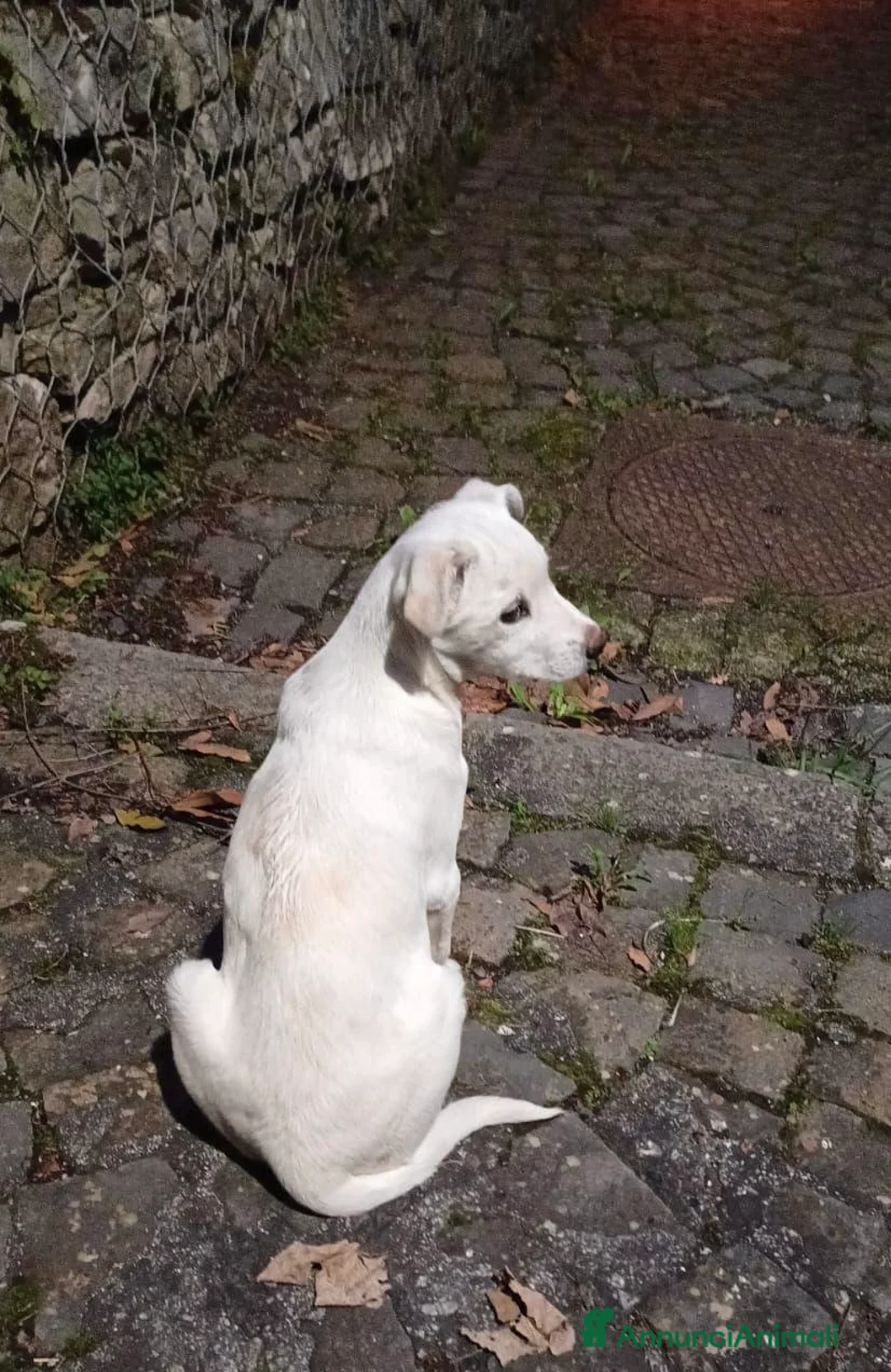 Meticcio cani in regalo: Cucciola 4 mesi taglia media - Annuncio 2