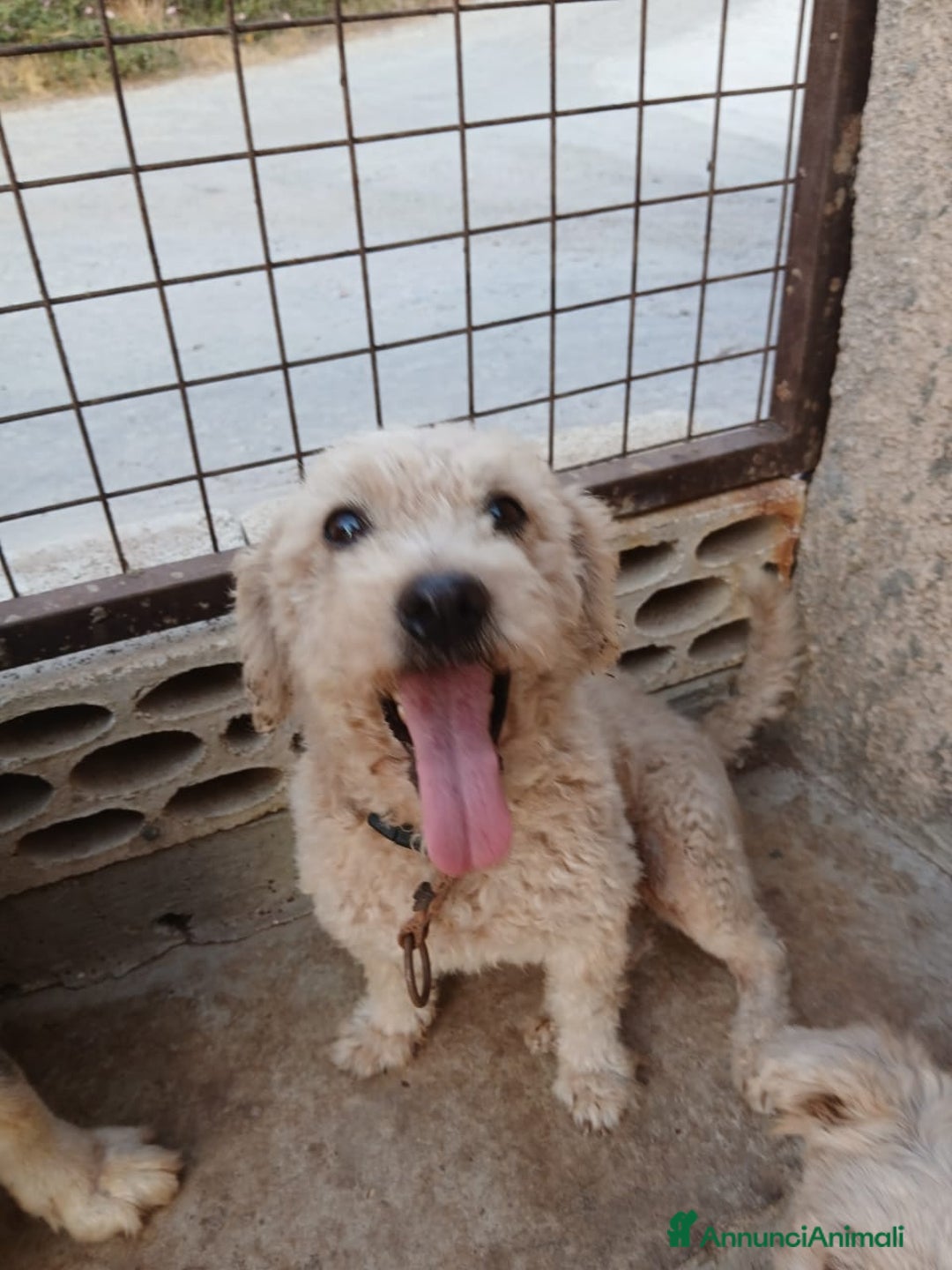 Maltese cani in regalo: Lola, una piccola maltese - Annuncio 5