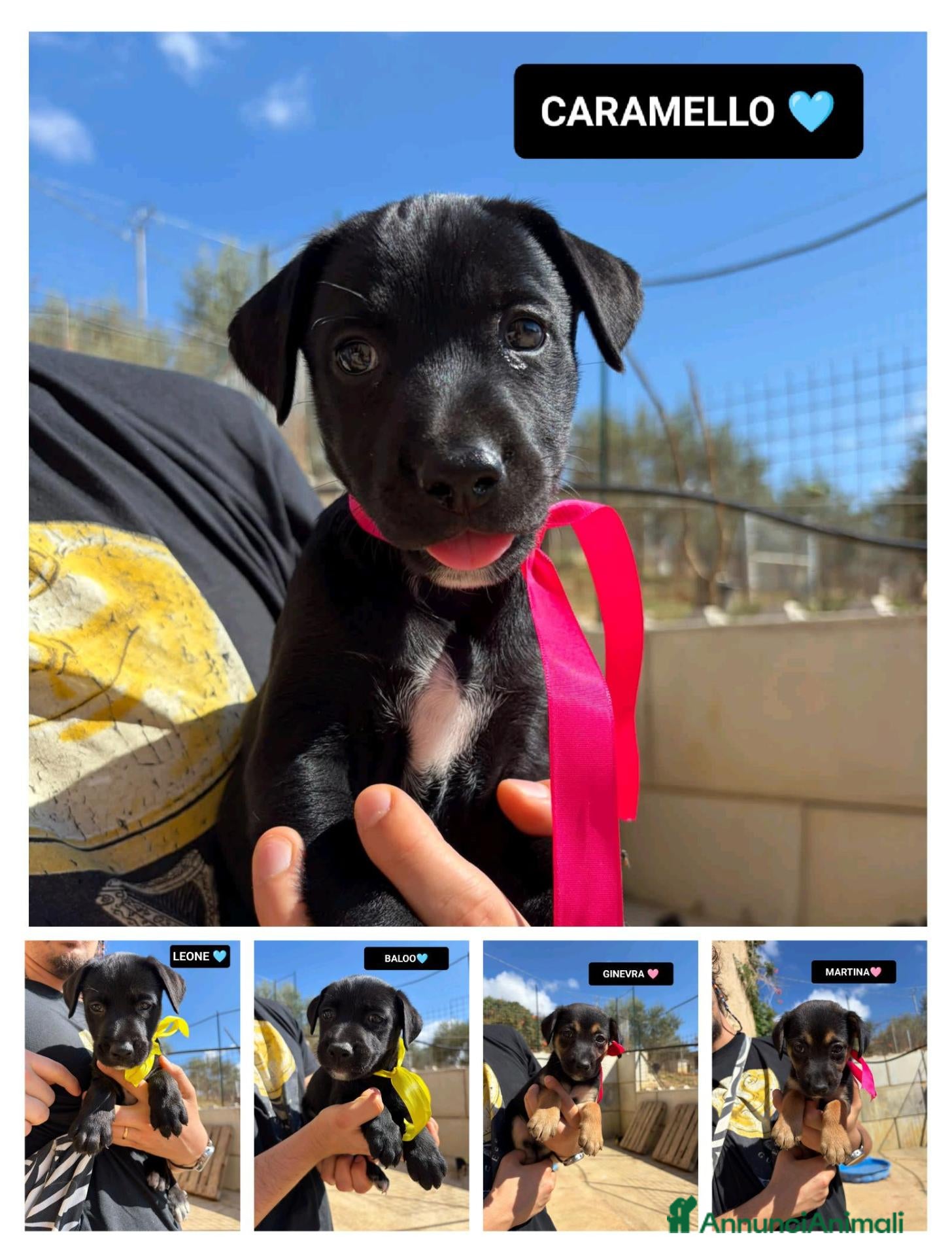 Meticcio cani CARAMELLO, LEONE, BALOO, GINEVRA E MARTINA - Annuncio 15