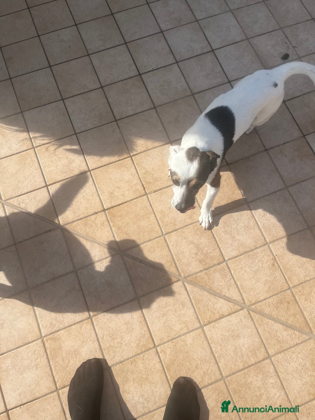 Meticcio cani in regalo: Simil jack Russel taglia piccola - Annuncio 4