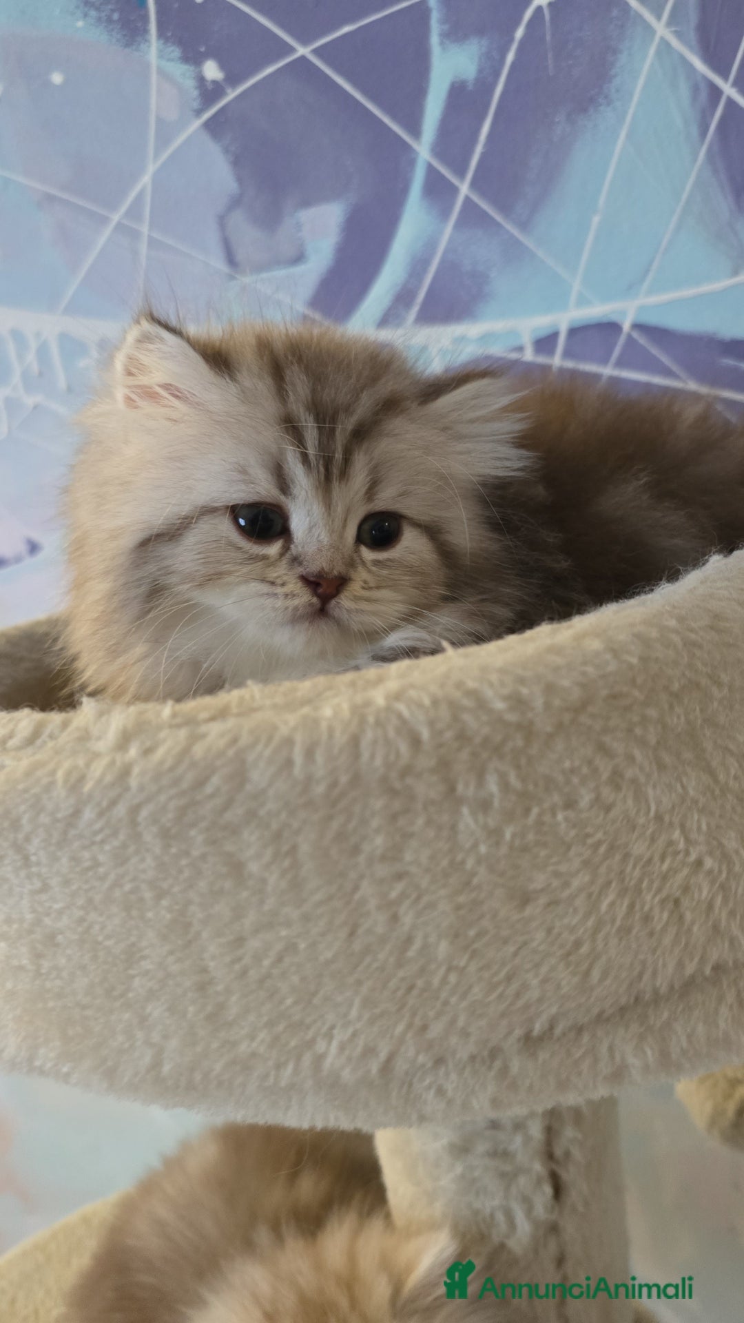 Scottish gatti in vendita: Scottish Fold e Straight  - Annuncio 3