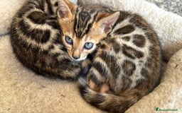 Bengala gatti in vendita: Cucciole di Bengal con Pedigree a Provincia di Asti - Immagine 1