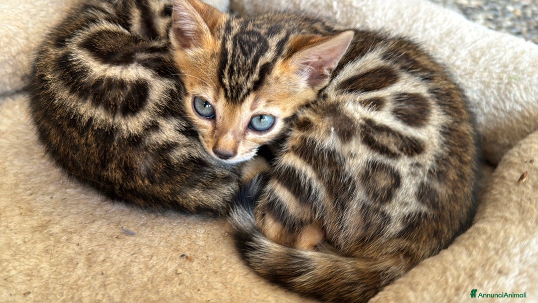 Bengala gatti in vendita: Cucciole di Bengal con Pedigree a Provincia di Asti - Immagine 1