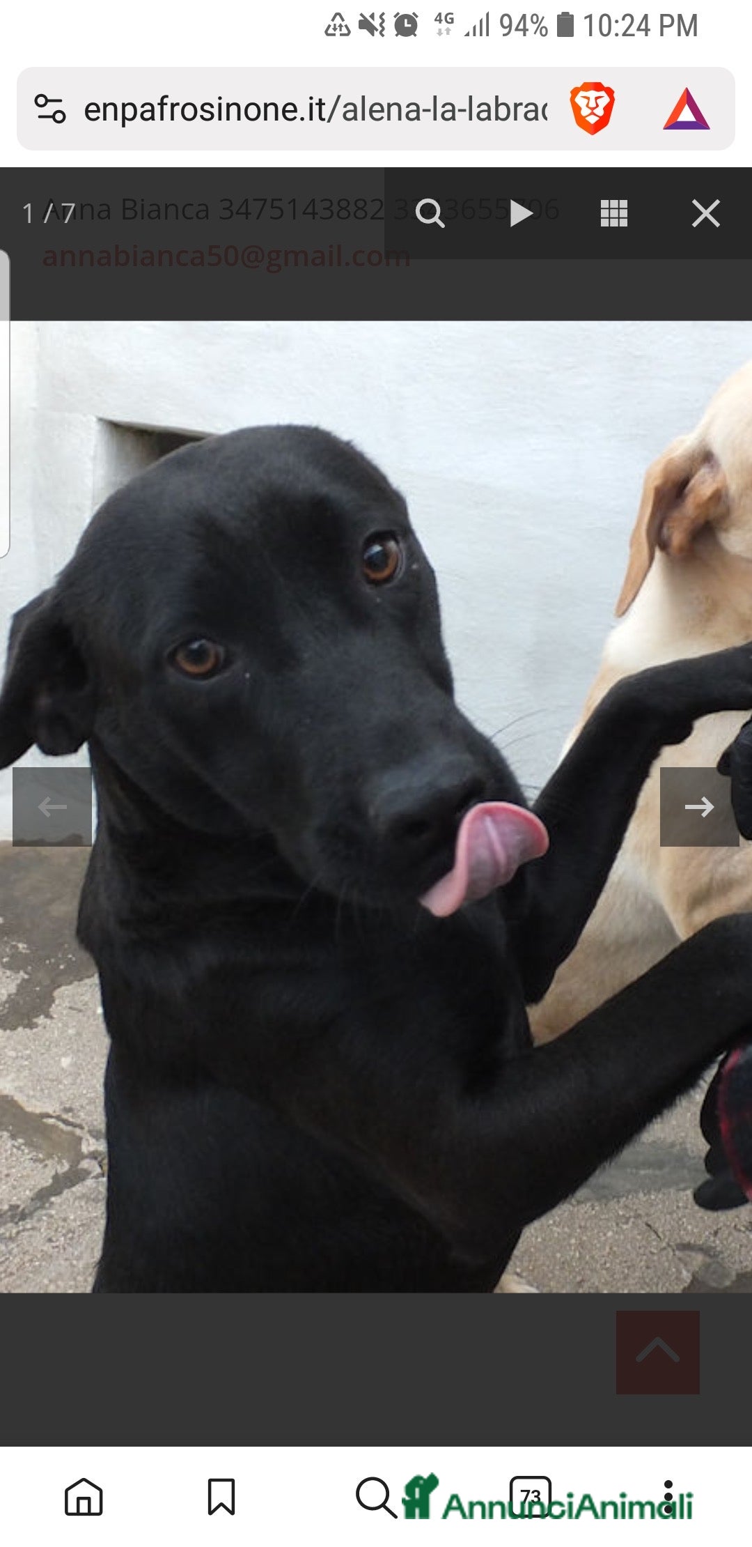 Labrador cani in regalo: ADOZ.DEL CUORE:scaricata instrada da 2 anni in box - Annuncio 8