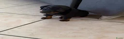 Bassotto cani in vendita: Bassotto nano - Annuncio 4