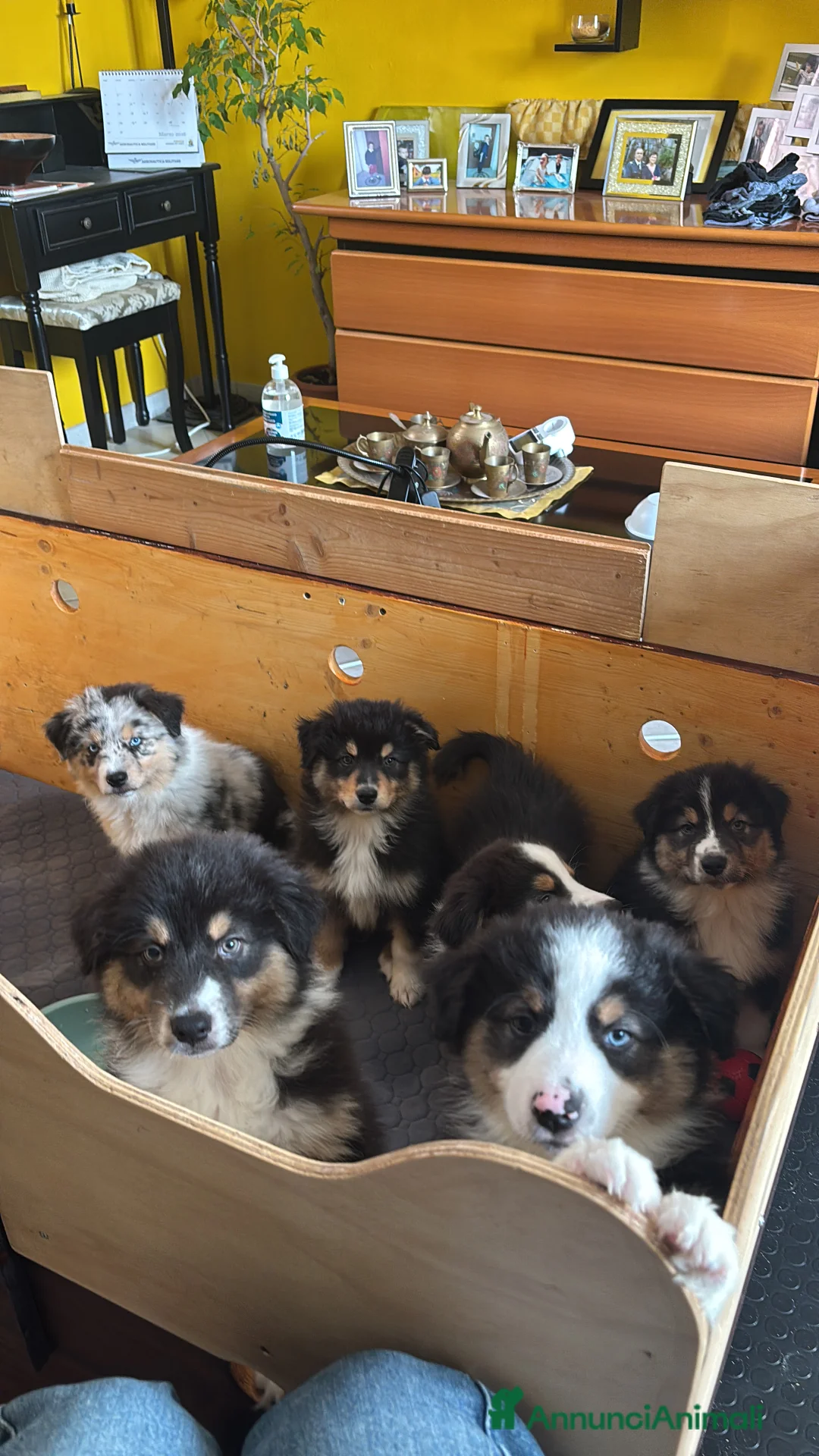 Australian Shepherd cani in vendita: Cuccioli di pastore australiano  - Annuncio 1