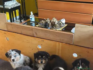 Australian Shepherd cani Cuccioli di pastore australiano - Annuncio 1