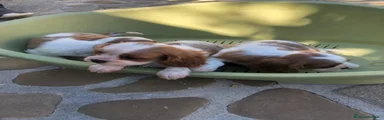 Cavalier King 3