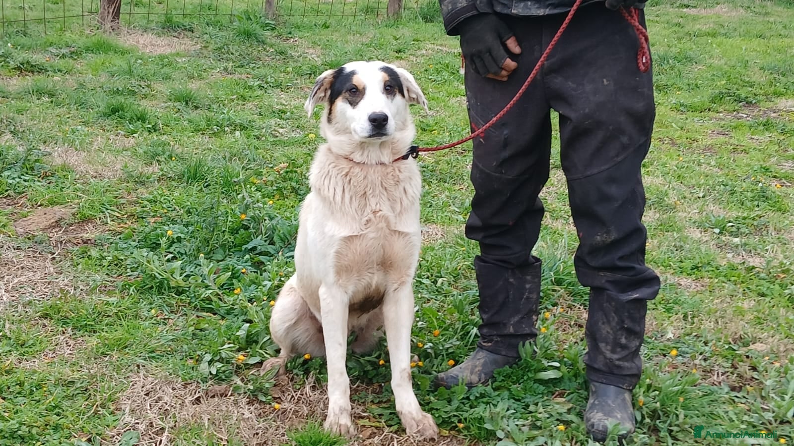 Meticcio cani LA SPLENDIDA ARAMIS CERCA UNA CASA PER LA VITA - Annuncio 1