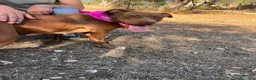 Pitbull cani in regalo: Shakira dolcissima pitbull - Annuncio 7