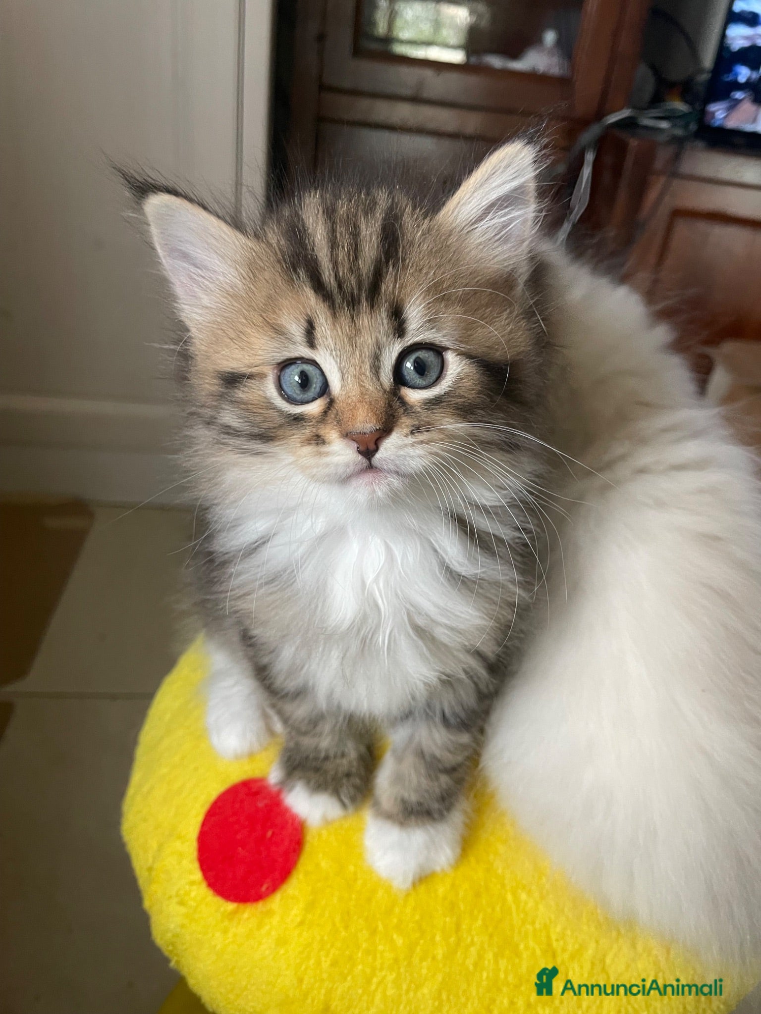 Siberiano gatti Gattina Siberiana - Annuncio 7