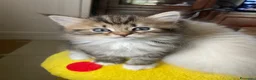 Siberiano gatti in vendita: Gattina Siberiana - Annuncio 1