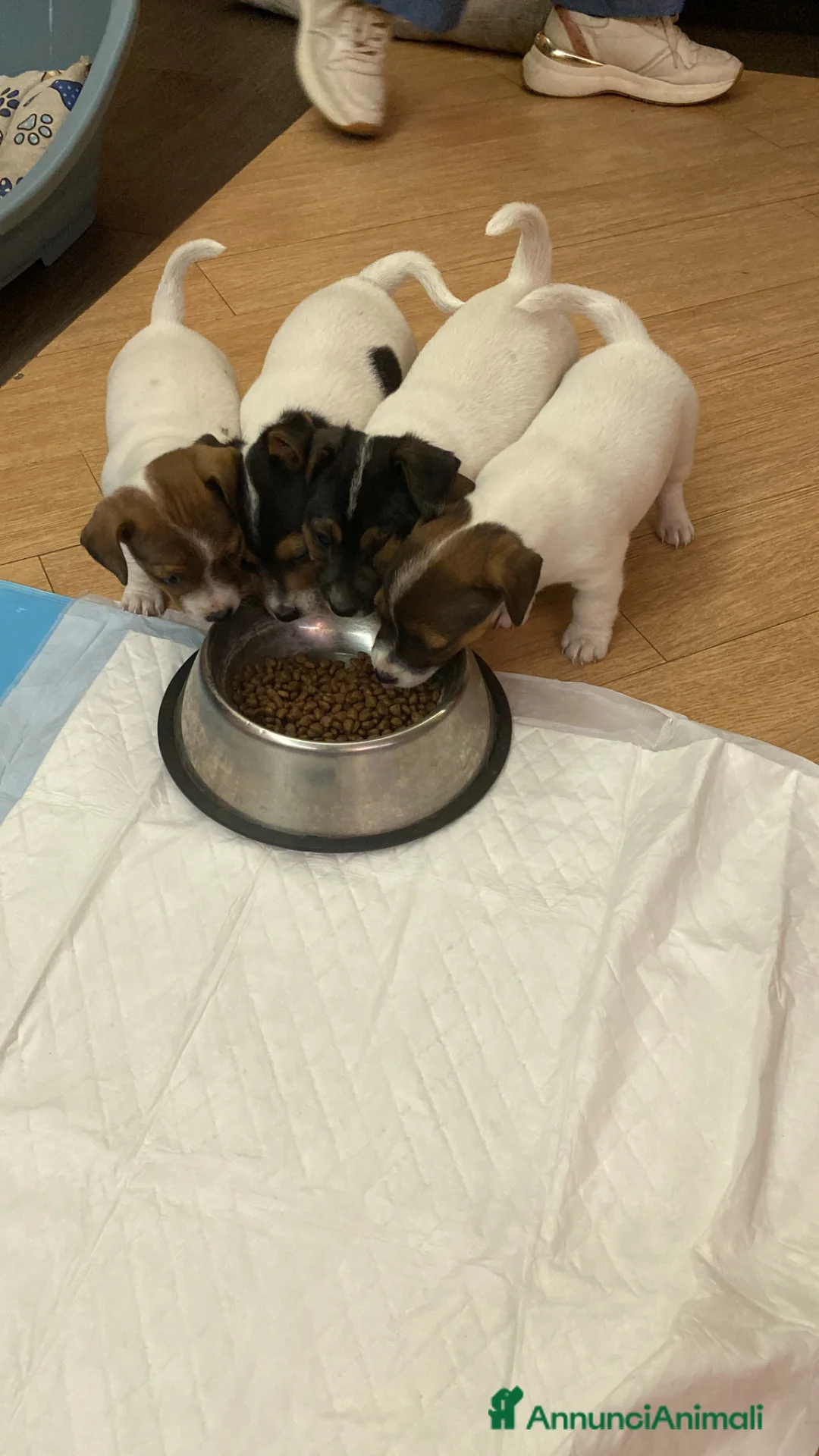 Jack Russell cani in vendita: Cuccioli jack russel  - Annuncio 1