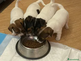 Jack Russell cani Cuccioli jack russel - Annuncio 1