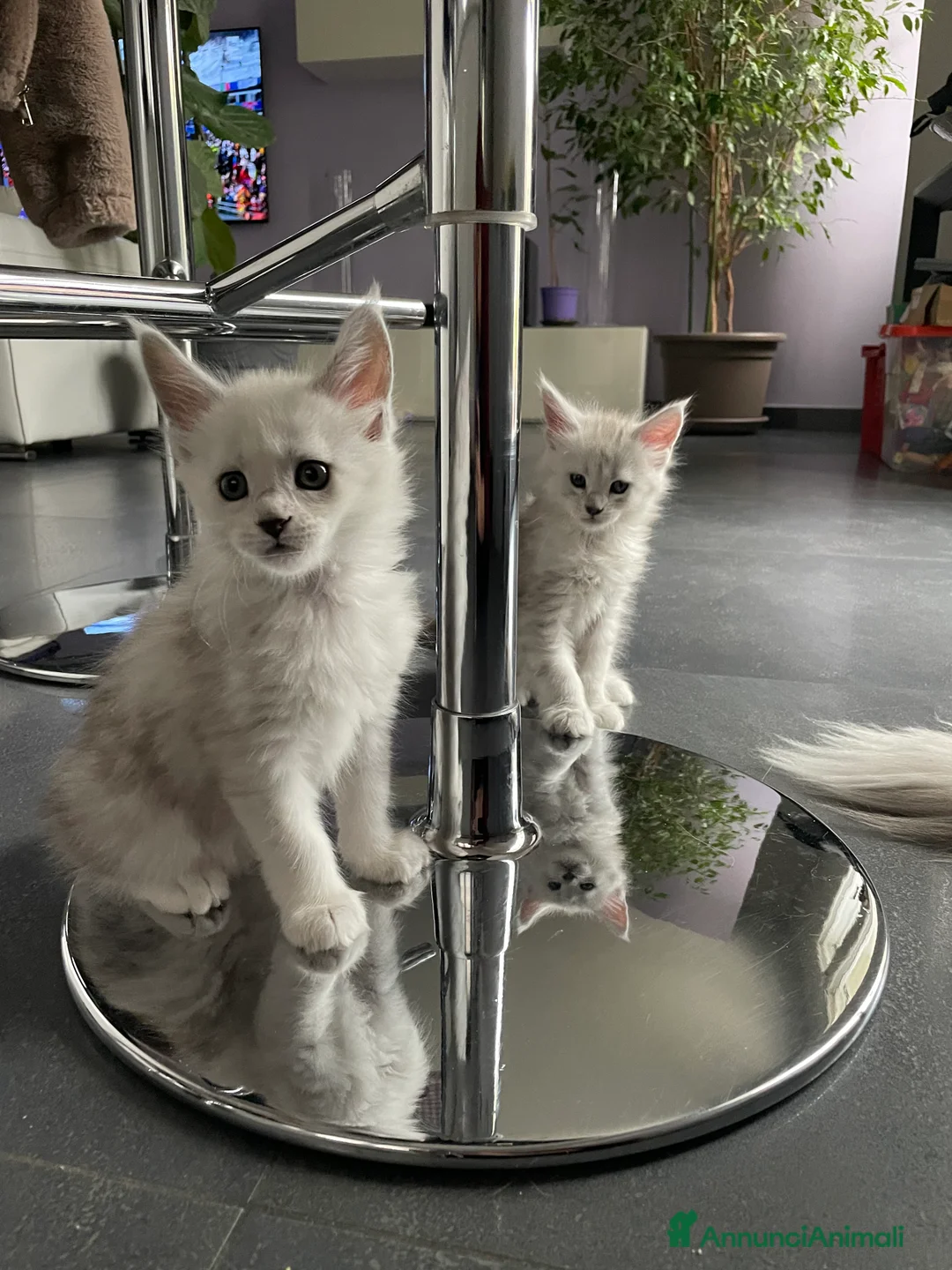 Maine Coon gatti in vendita: Maine Coon Shaded top Line  - Annuncio 2