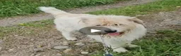 Meticcio cani in regalo: Simil Spinone 6anni,anni di appelli NOVARA HELP - Annuncio 4