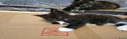 Maine Coon gatti in vendita: Maschio Maine Coon  - Annuncio 6