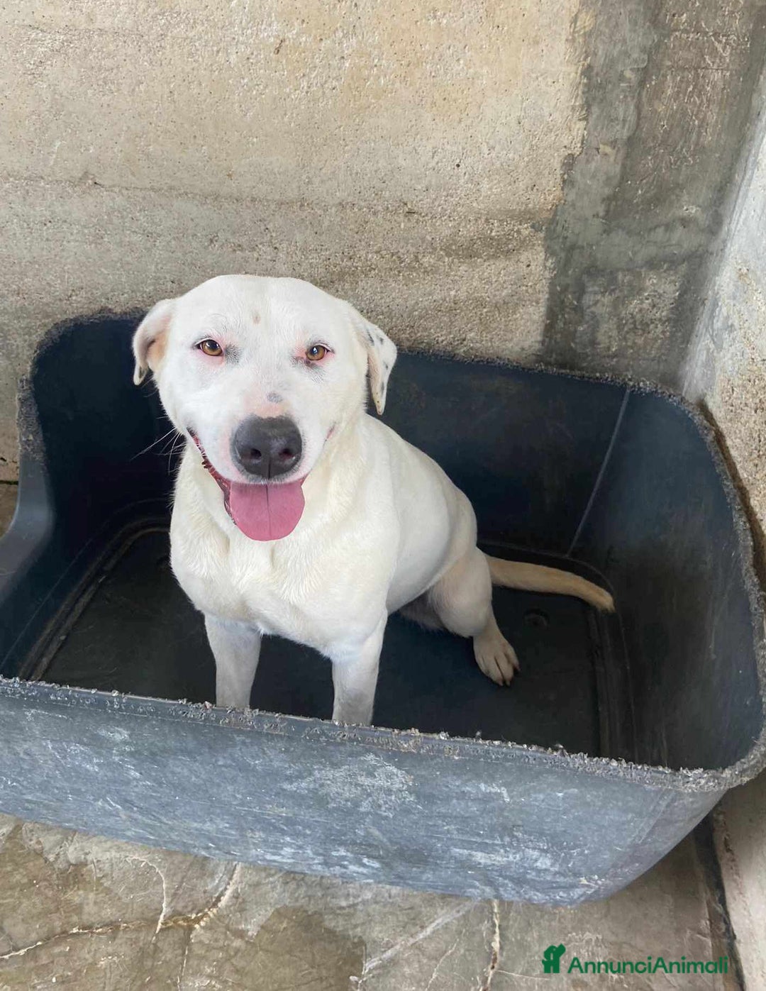 Meticcio cani in regalo: DINO & DINA, fantastici molossini! - Annuncio 2