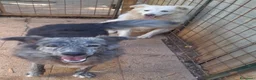 Meticcio cani in regalo: 10 mesi, 18 chili, morbido dolce GREY  - Annuncio 4