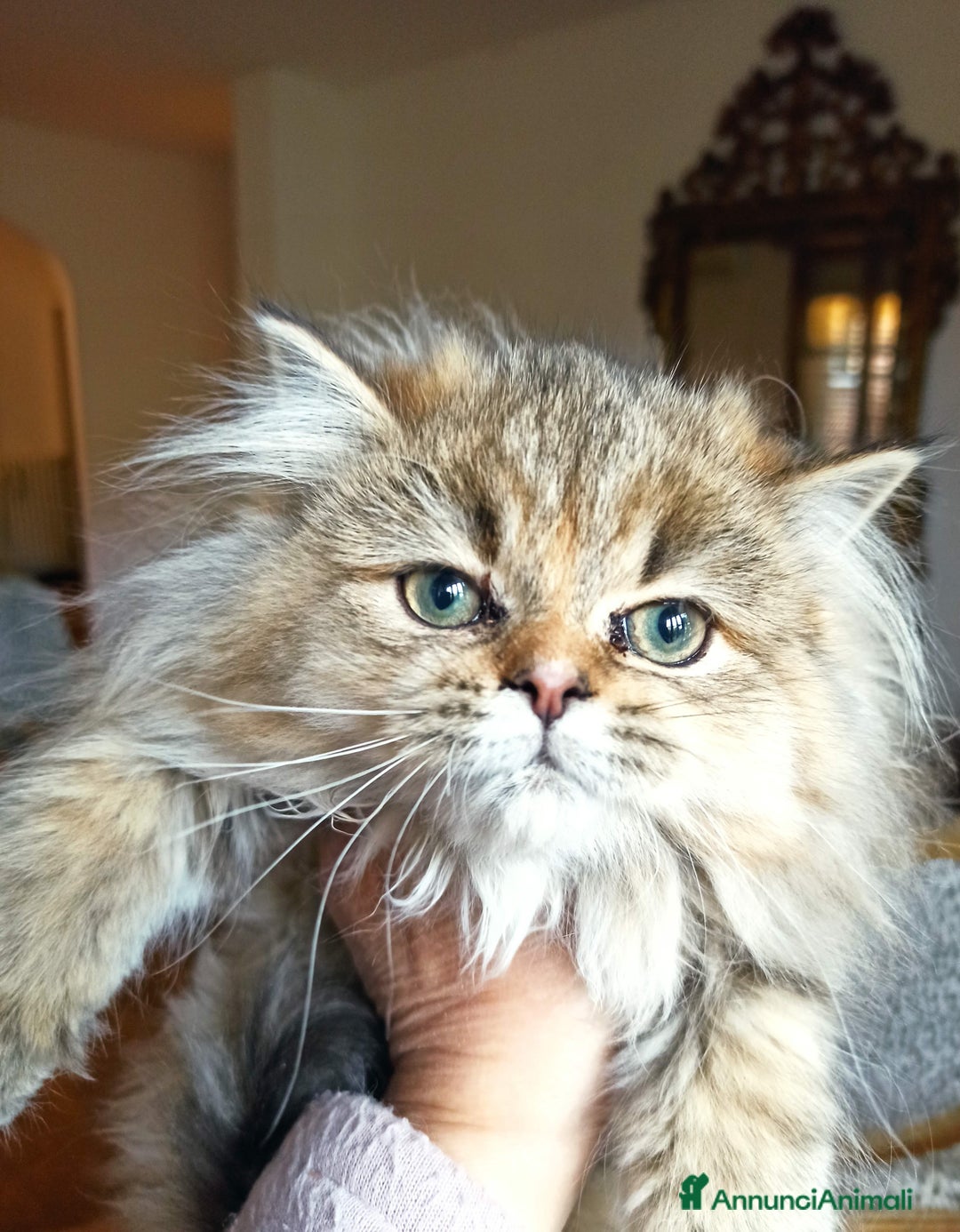 Persiano gatti in vendita: Gattini persiani normotipo  - Annuncio 6