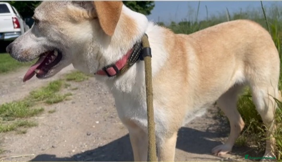 Meticcio cani in regalo: Airy femmina mix Labrador 3anni e 1/2 BRESCIA SOS - Annuncio 7