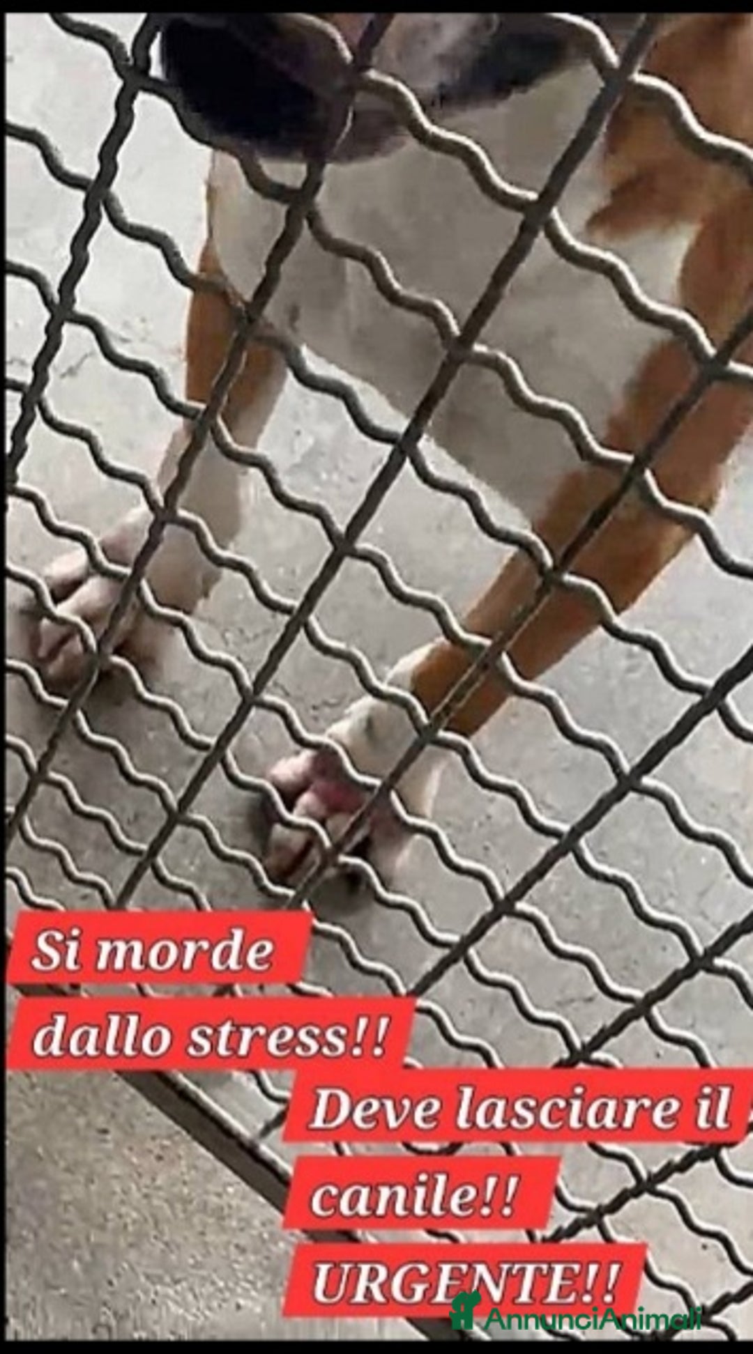 Bull Terrier cani in regalo: Bull Terrier 4anni si morde le zampe x lo stress.. a Città metropolitana di Milano - Annuncio 3