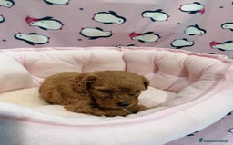 Barboncino cani in vendita: Barboncini nani a Province of Rovigo - Immagine 2