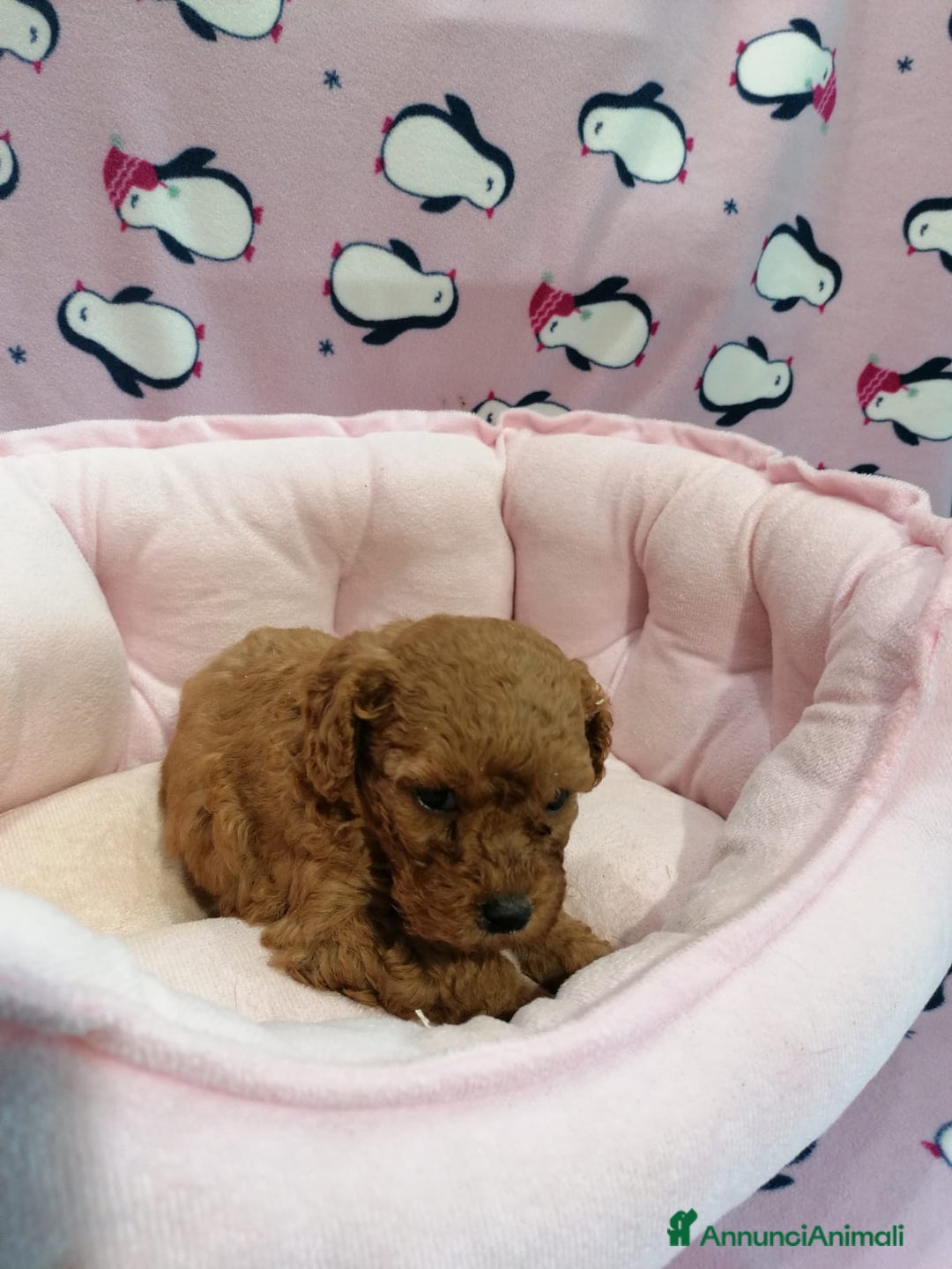 Barboncino cani in vendita: Barboncini nani a Province of Rovigo - Immagine 2