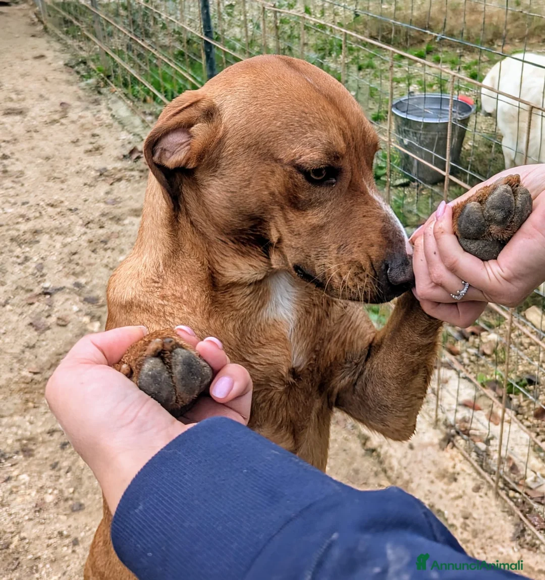 Meticcio cani in regalo: IL TENERO CORFU' CERCA CASA - Annuncio 6