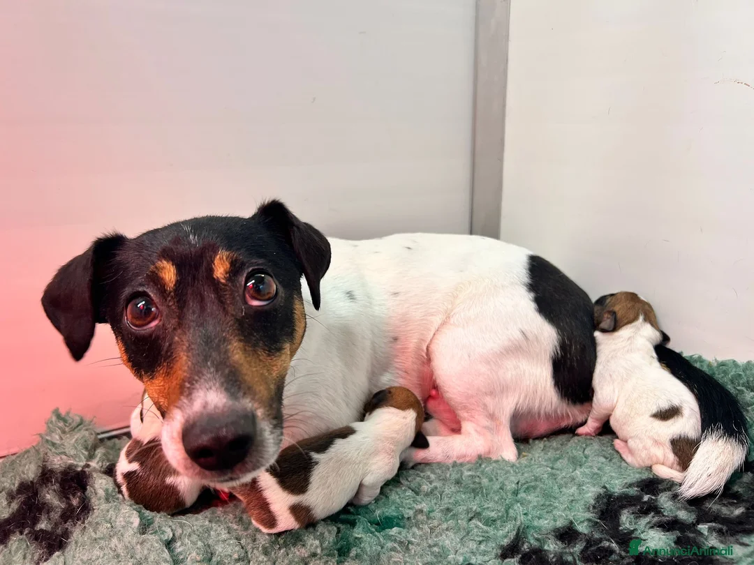Jack Russell cani in vendita: Cucciolata Jack Russell Terrier - Annuncio 1
