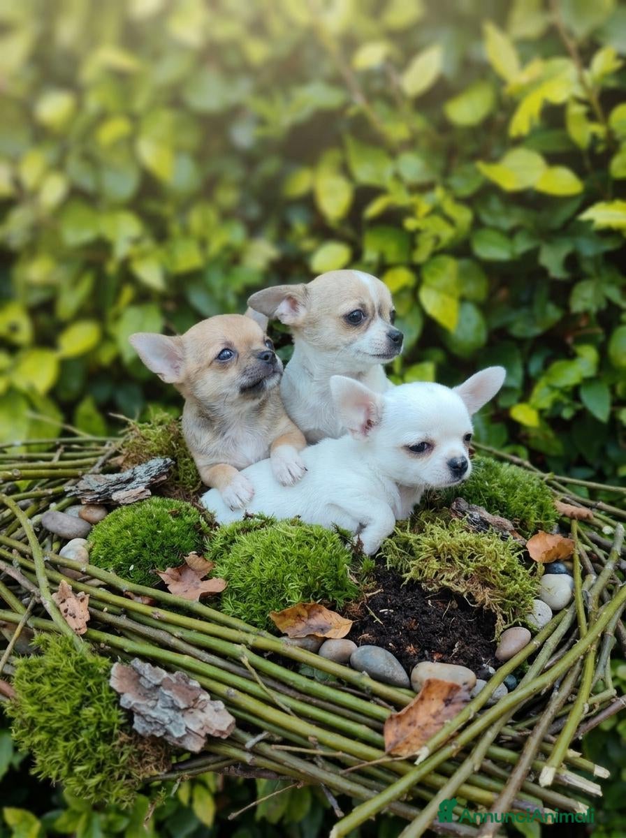 Chihuahua cani in vendita: Chihuahua toy - Annuncio 2