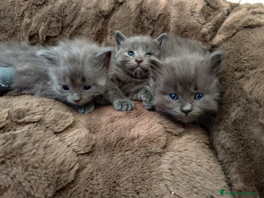 Altre razze gatti in vendita: Gattini Nebelung  - Annuncio 2