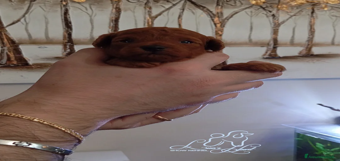 Immagine della galleria {{count}}