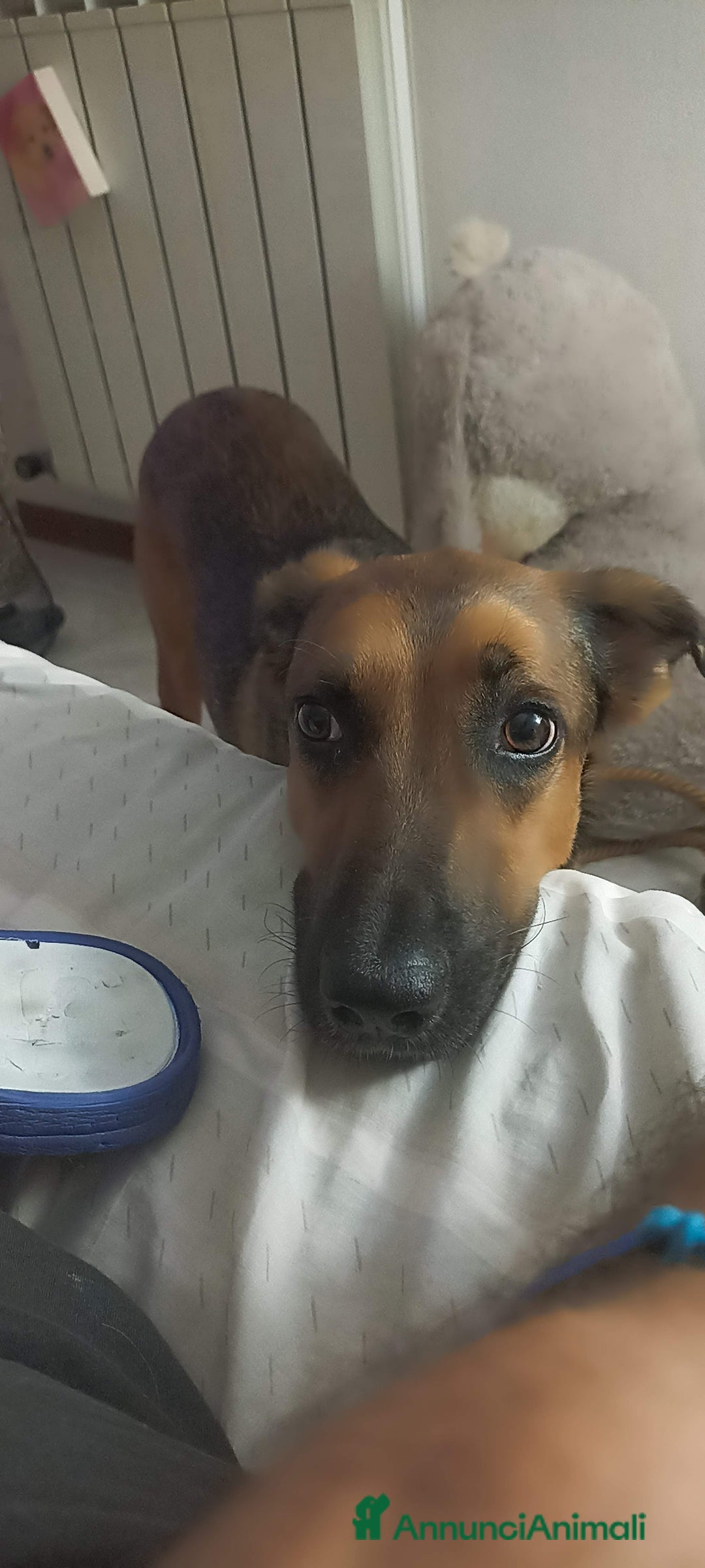 Meticcio cani in regalo: Cane miticcio - Annuncio 5