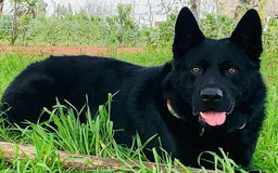 Pastore Tedesco cani per accoppiamento: Cerco pastore tedesco femmina X accoppiamento  a Provincia di Matera - Immagine 7