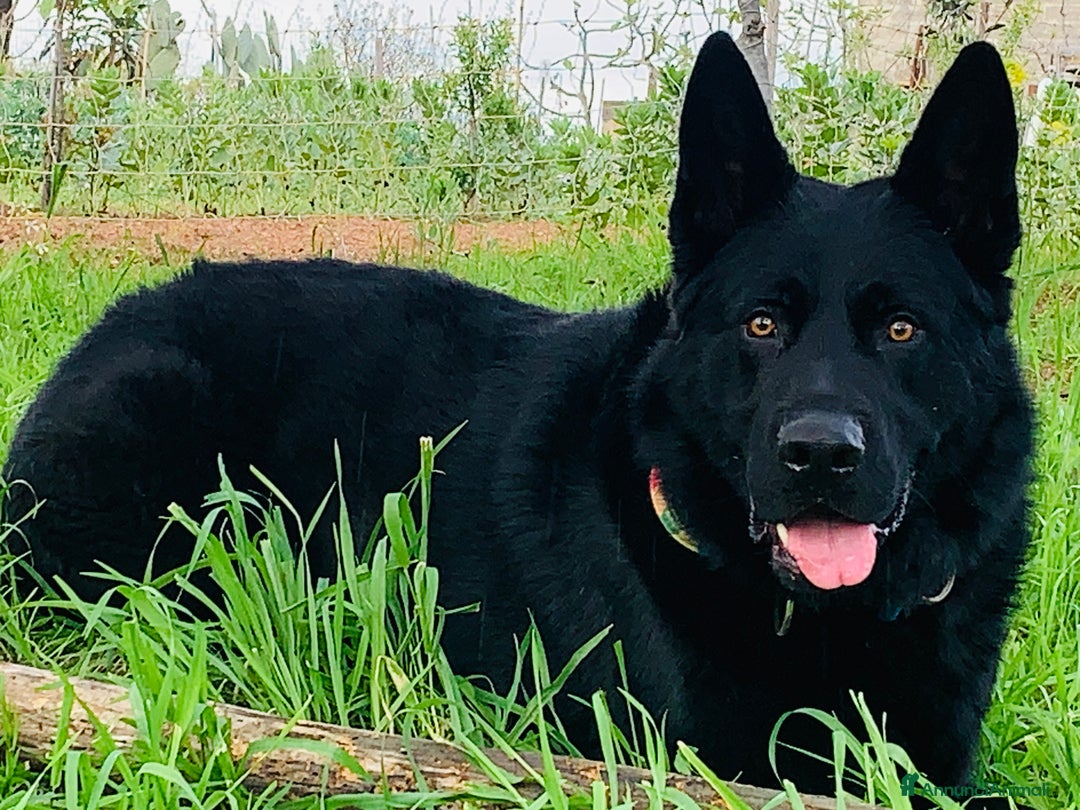 Pastore Tedesco cani per accoppiamento: Cerco pastore tedesco femmina X accoppiamento  a Provincia di Matera - Immagine 7