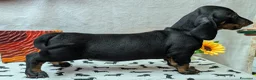 Bassotto cani in vendita: Bassotto tedesco standard pelo corto pedigree ENCI - Annuncio 13