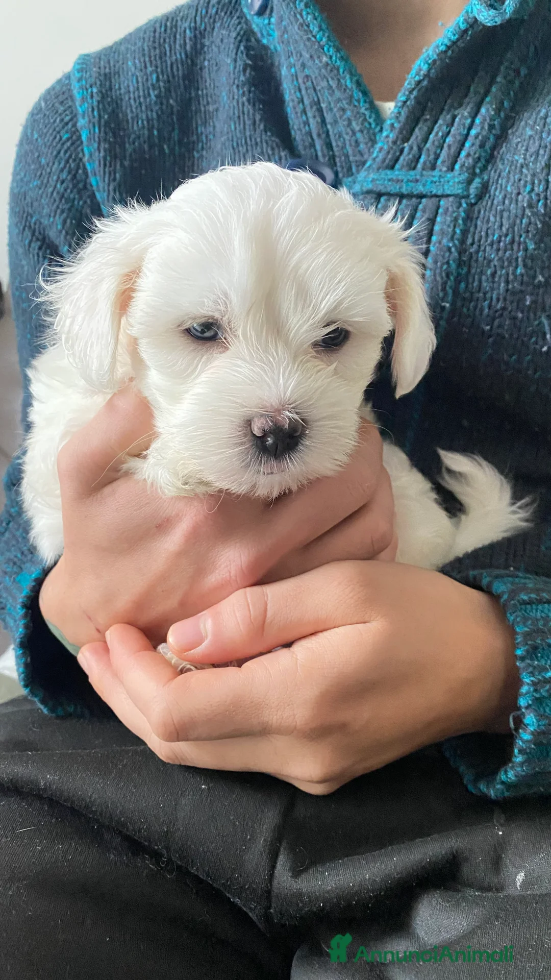 Maltese cani in vendita: Cuccioli di maltese - Annuncio 5