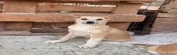 Meticcio cani in regalo: BERRY, BAMBI, BRUNO, BOWIE E BOLT - Annuncio 3