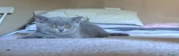 British gatti in vendita: Cucciolo british blu subito disponibile a Provincia di Verona - Annuncio 3